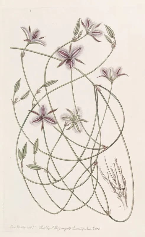 Entangled Thysanotus Wall Art by Sydenham Edwards - High-Resolution Digital Print