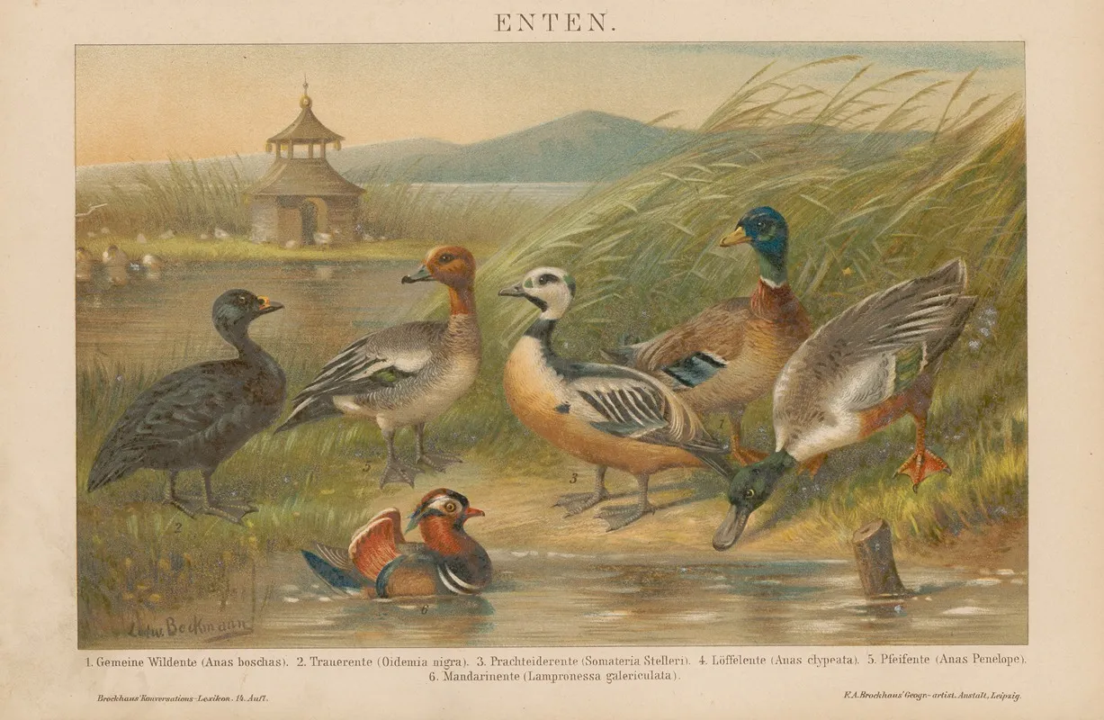 Enten 2 Wall Art by F.A. Brockhaus - High-Resolution Digital Print