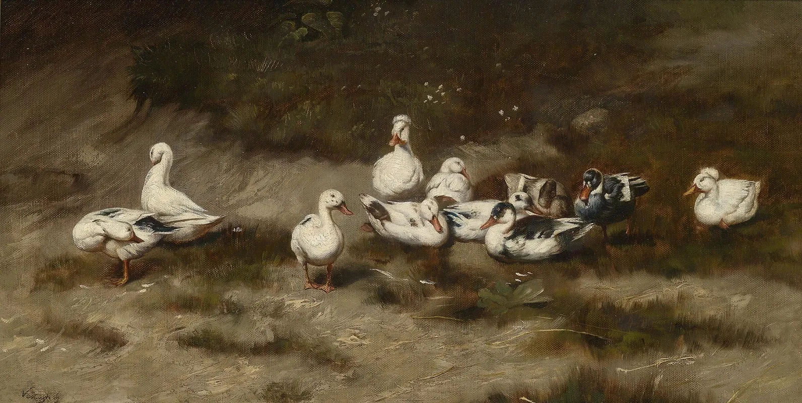 Enten Am Bachufer