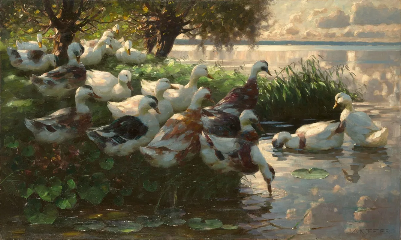 Enten Am Seeufer 2