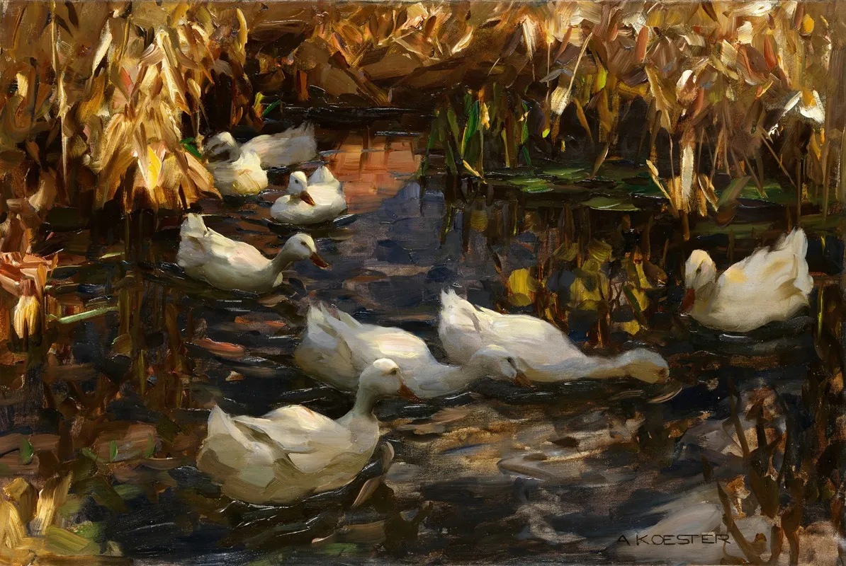 Enten Am Teichufer
