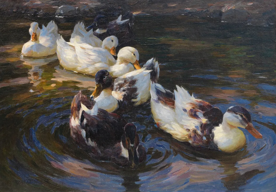Enten In Morgensonne Enten In Blauem Wasser
