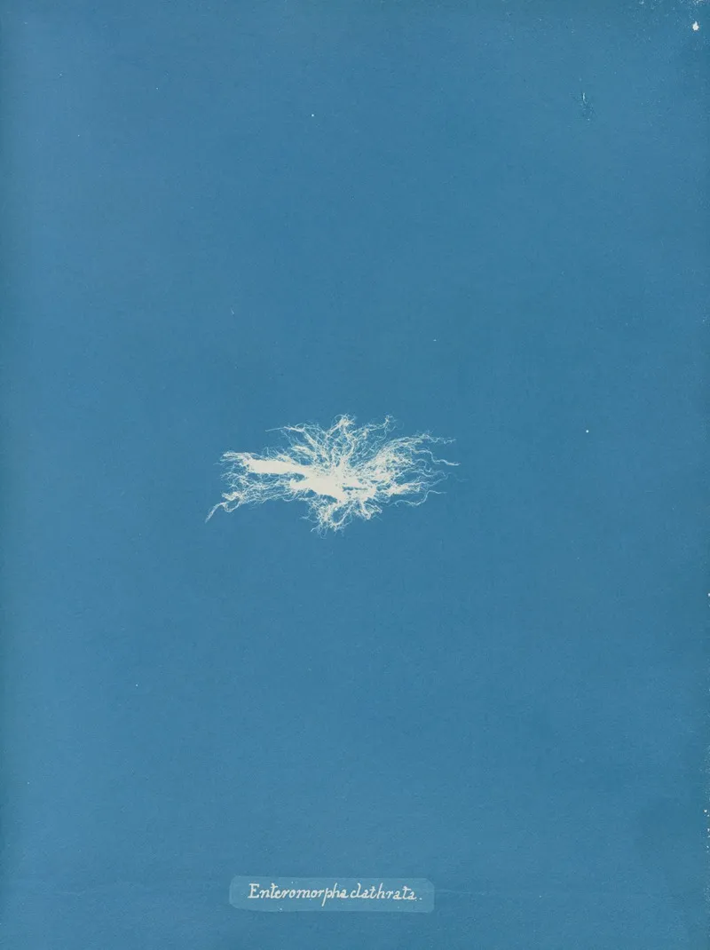Enteromorpha Clathrata Wall Art by Anna Atkins - High-Resolution Digital Print