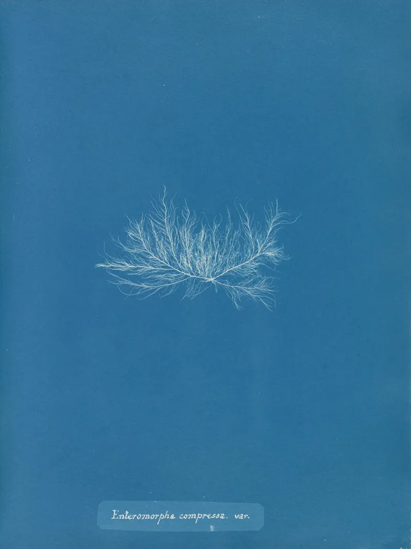 Enteromorpha Compressa Var Wall Art by Anna Atkins - High-Resolution Digital Print
