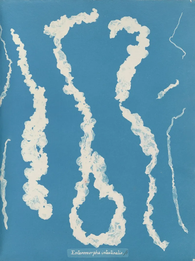 Enteromorpha Intestinalis Wall Art by Anna Atkins - High-Resolution Digital Print