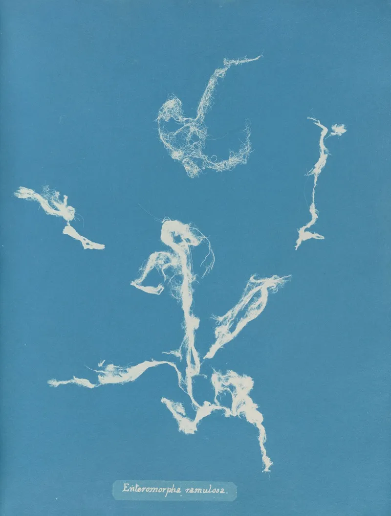 Enteromorpha Ramulosa Wall Art by Anna Atkins - High-Resolution Digital Print