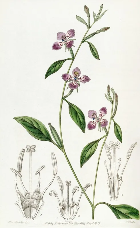 Entire Petalled Clarkia Wall Art by Sydenham Edwards - High-Resolution Digital Print