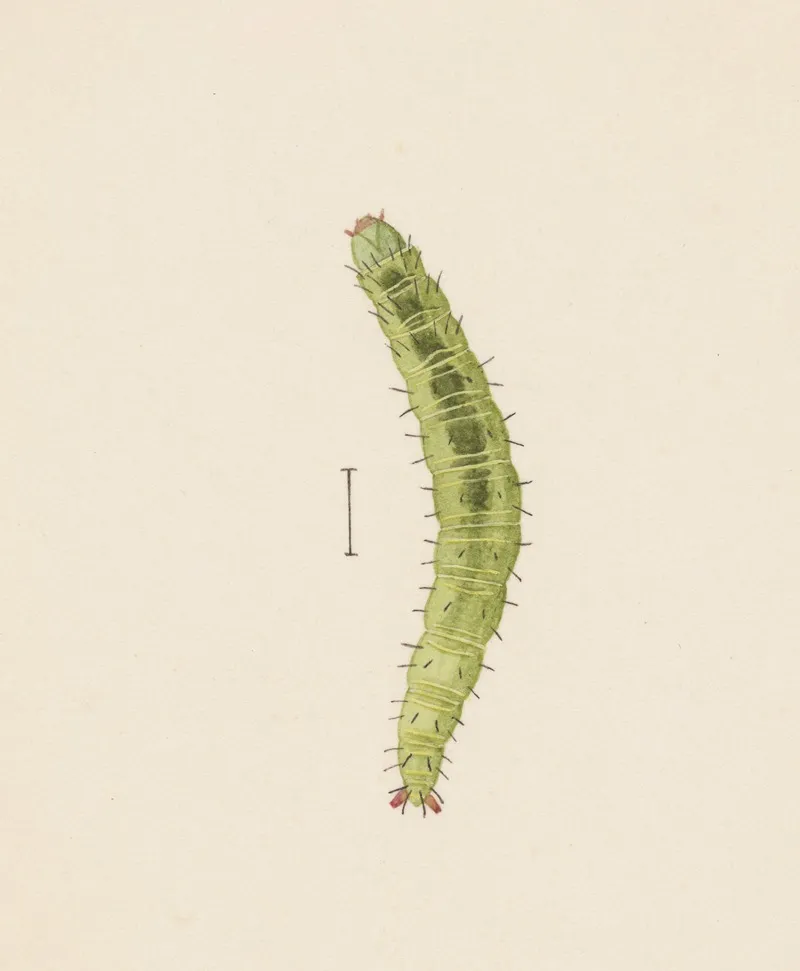 Entomology Watercolour Pl 002 Wall Art by George Hudson - High-Resolution Digital Print