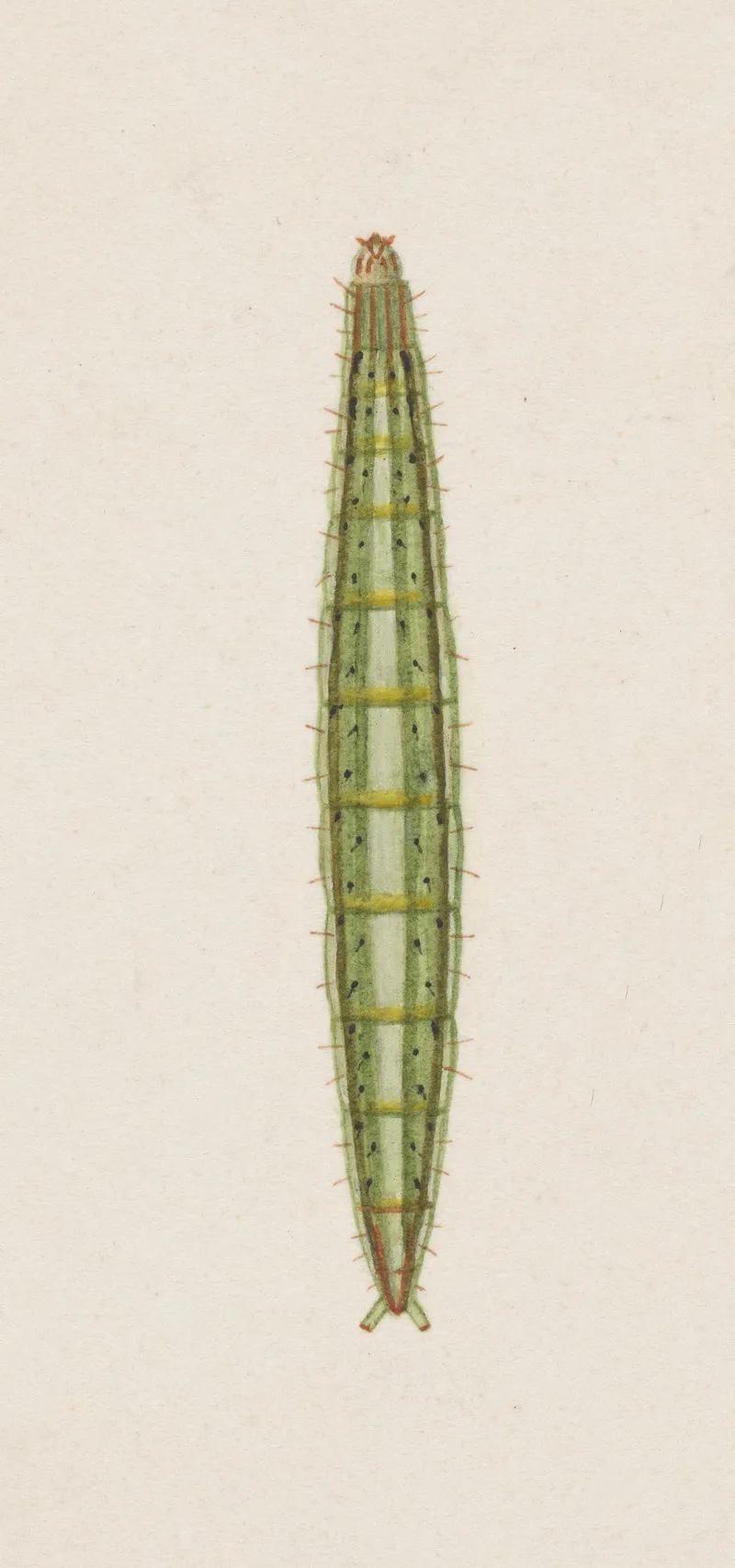 Entomology Watercolour Pl 007 Wall Art by George Hudson - High-Resolution Digital Print