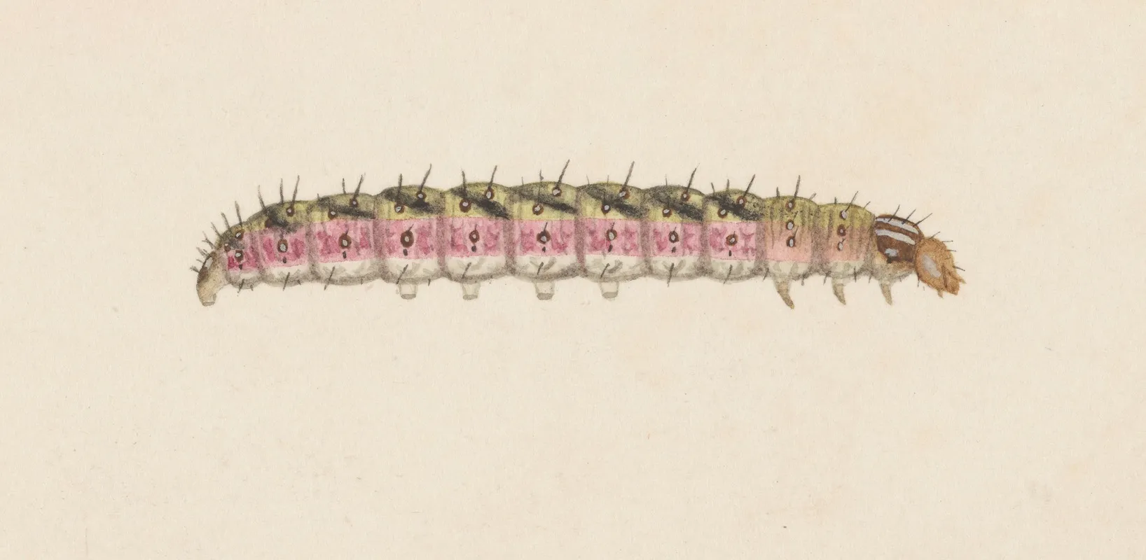 Entomology Watercolour Pl 008 Wall Art by George Hudson - High-Resolution Digital Print
