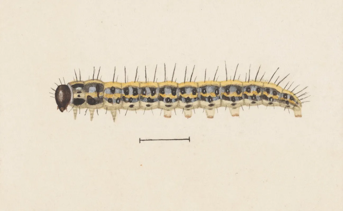 Entomology Watercolour Pl 009 Wall Art by George Hudson - High-Resolution Digital Print