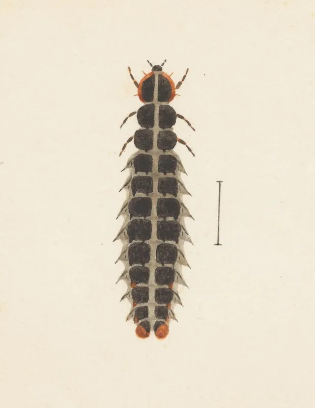 Entomology Watercolour Pl 010 Wall Art by George Hudson - High-Resolution Digital Print