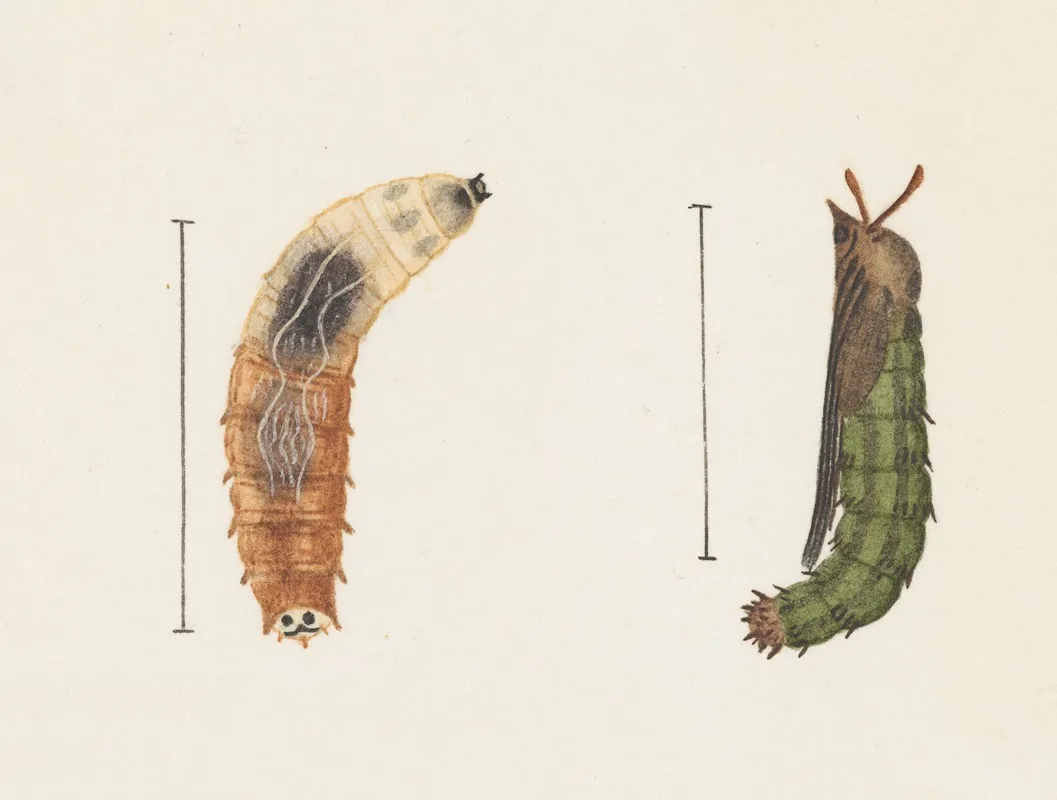 Entomology Watercolour Pl 012 Wall Art by George Hudson - High-Resolution Digital Print