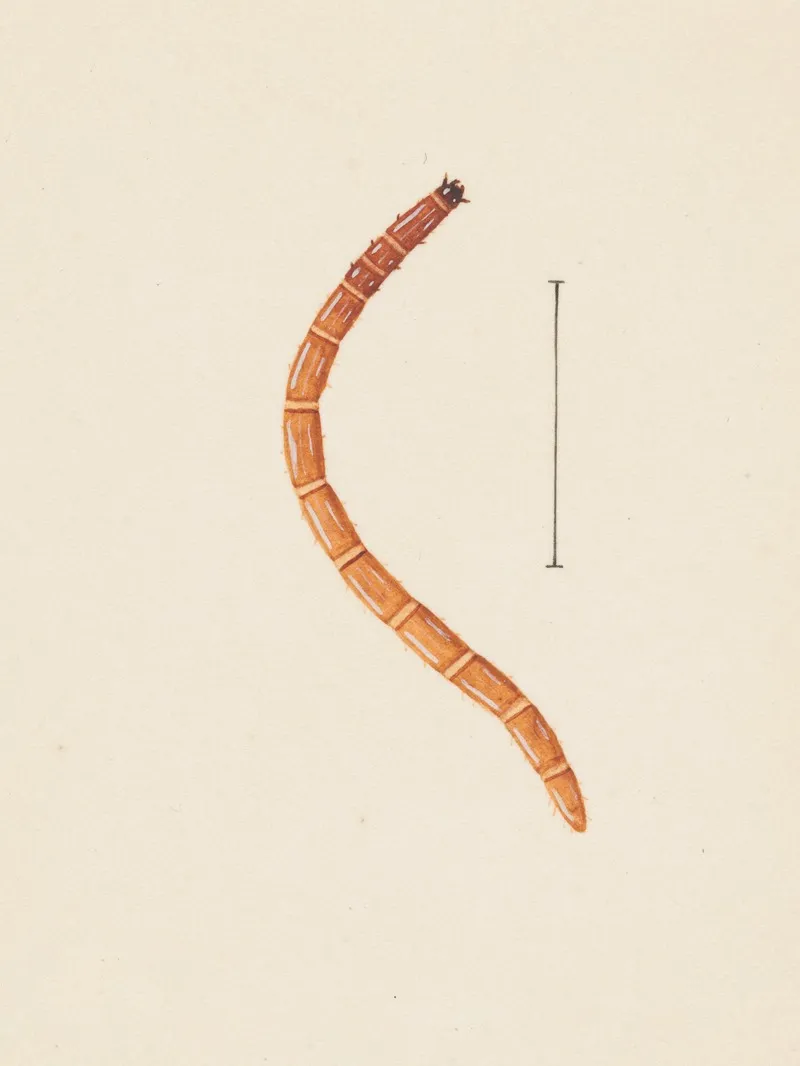Entomology Watercolour Pl 017 Wall Art by George Hudson - High-Resolution Digital Print