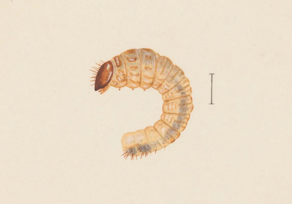 Entomology Watercolour Pl 019 Wall Art by George Hudson - High-Resolution Digital Print