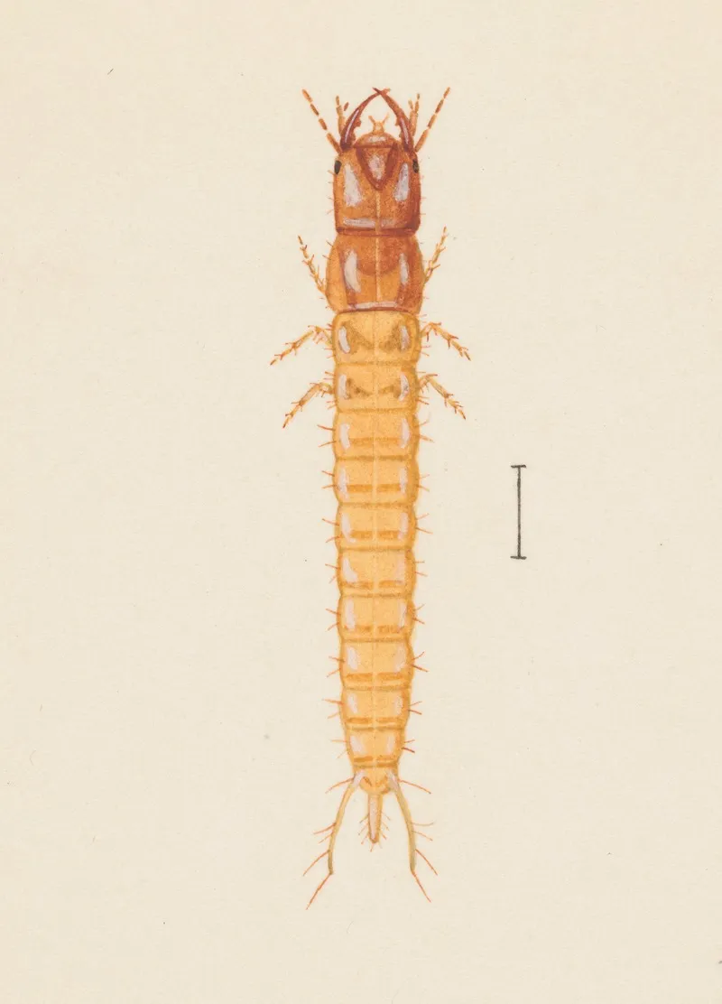 Entomology Watercolour Pl 020 Wall Art by George Hudson - High-Resolution Digital Print