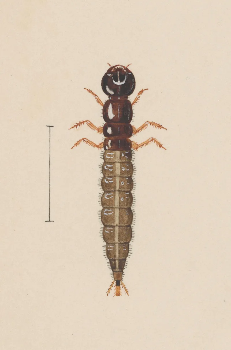 Entomology Watercolour Pl 021 Wall Art by George Hudson - High-Resolution Digital Print