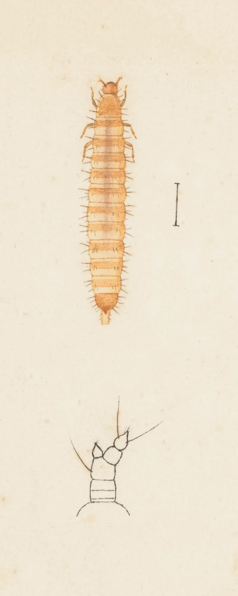 Entomology Watercolour Pl 024 Wall Art by George Hudson - High-Resolution Digital Print