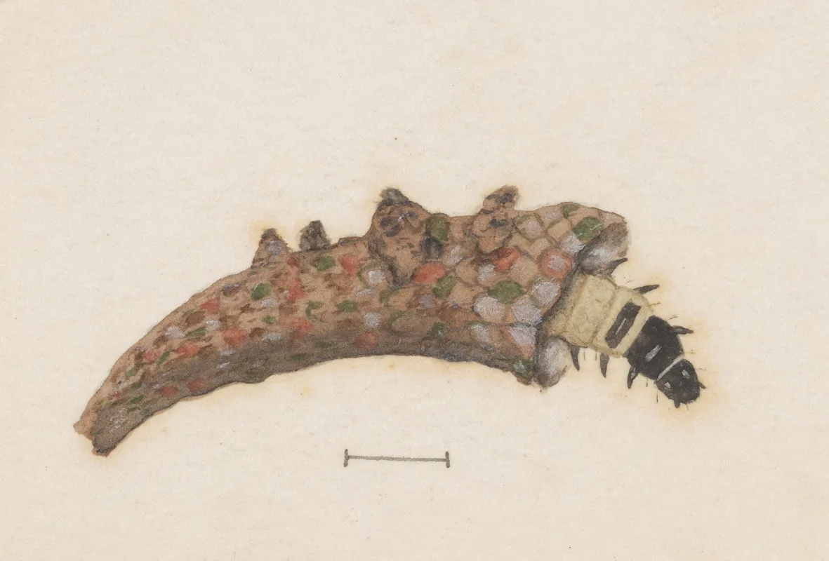 Entomology Watercolour Pl 025 Wall Art by George Hudson - High-Resolution Digital Print