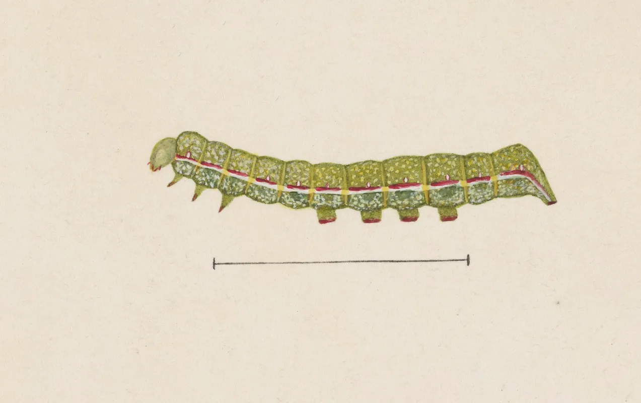 Entomology Watercolour Pl 026 Wall Art by George Hudson - High-Resolution Digital Print