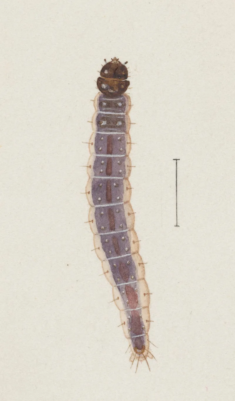 Entomology Watercolour Pl 027 Wall Art by George Hudson - High-Resolution Digital Print