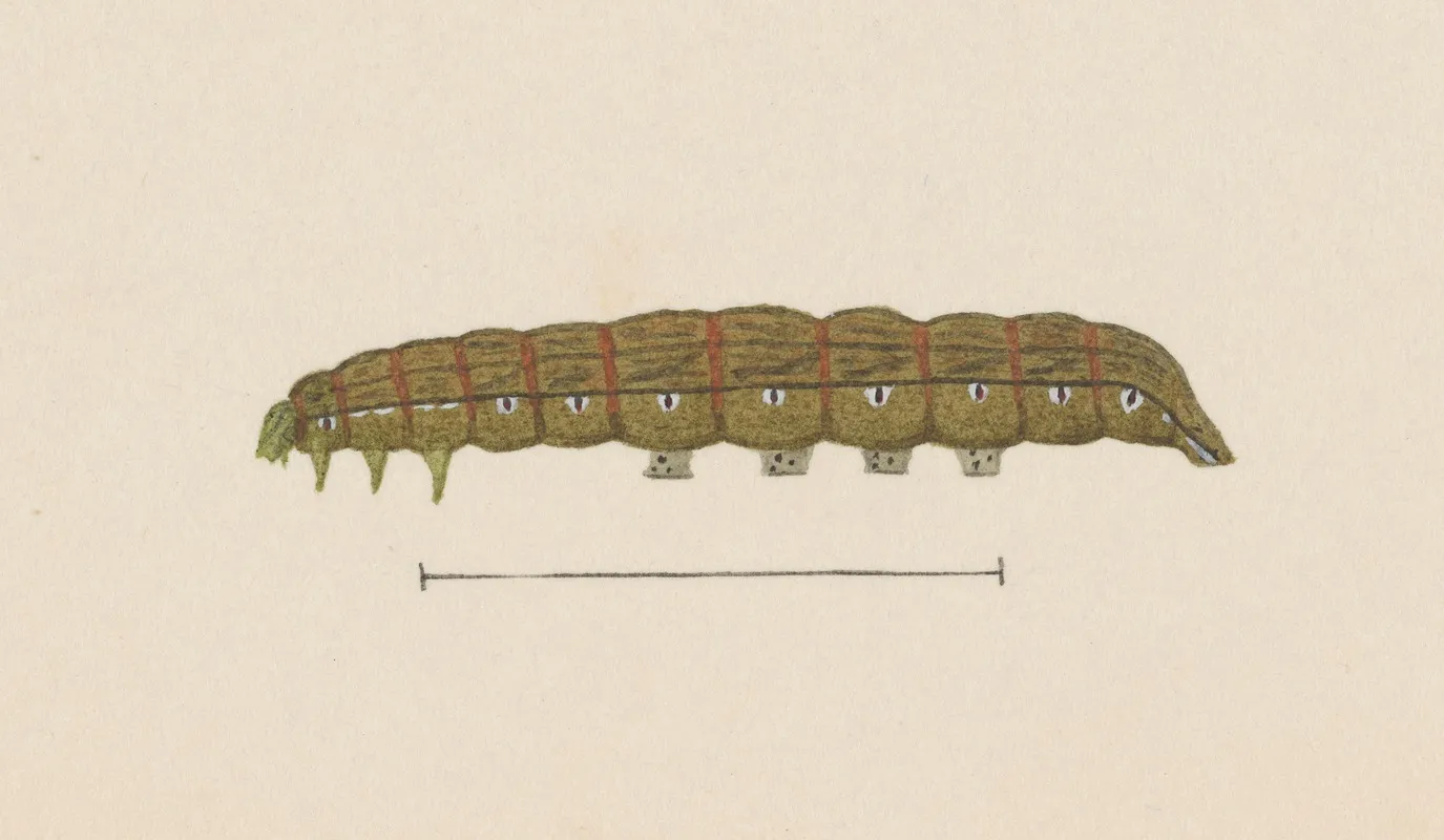 Entomology Watercolour Pl 028 Wall Art by George Hudson - High-Resolution Digital Print