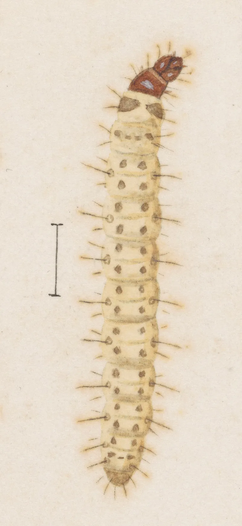 Entomology Watercolour Pl 030 Wall Art by George Hudson - High-Resolution Digital Print
