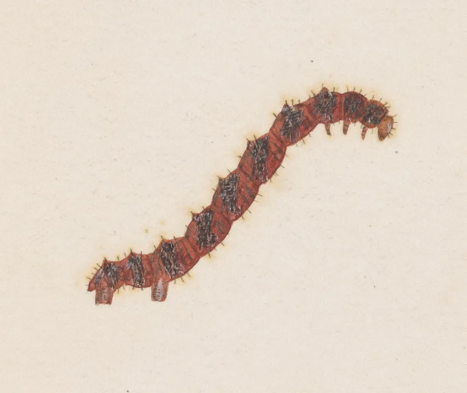 Entomology Watercolour Pl 031 Wall Art by George Hudson - High-Resolution Digital Print