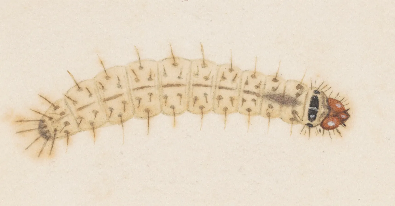 Entomology Watercolour Pl 032 Wall Art by George Hudson - High-Resolution Digital Print