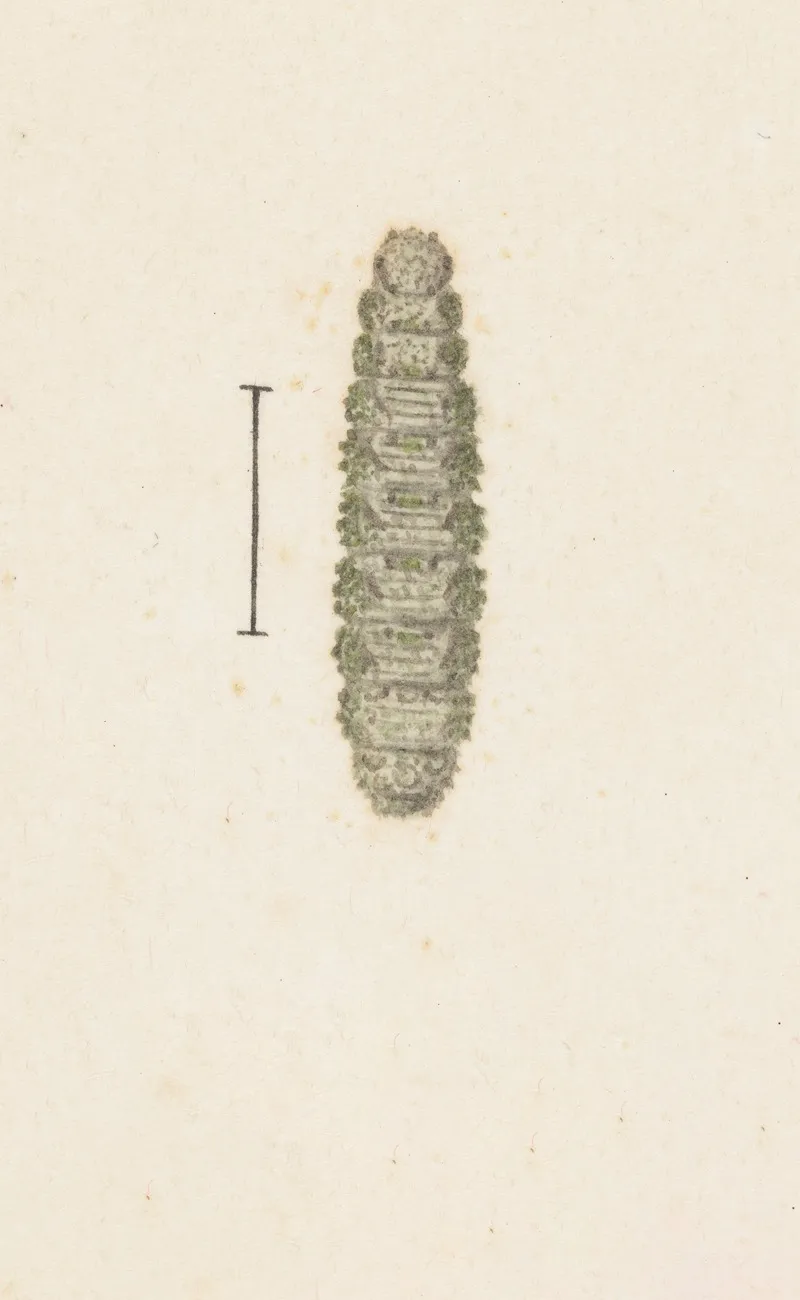 Entomology Watercolour Pl 033 Wall Art by George Hudson - High-Resolution Digital Print