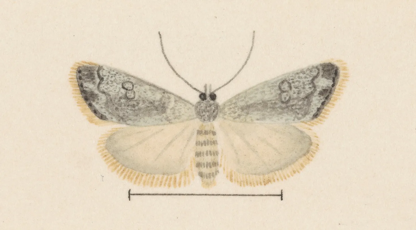 Entomology Watercolour Pl 035 Wall Art by George Hudson - High-Resolution Digital Print