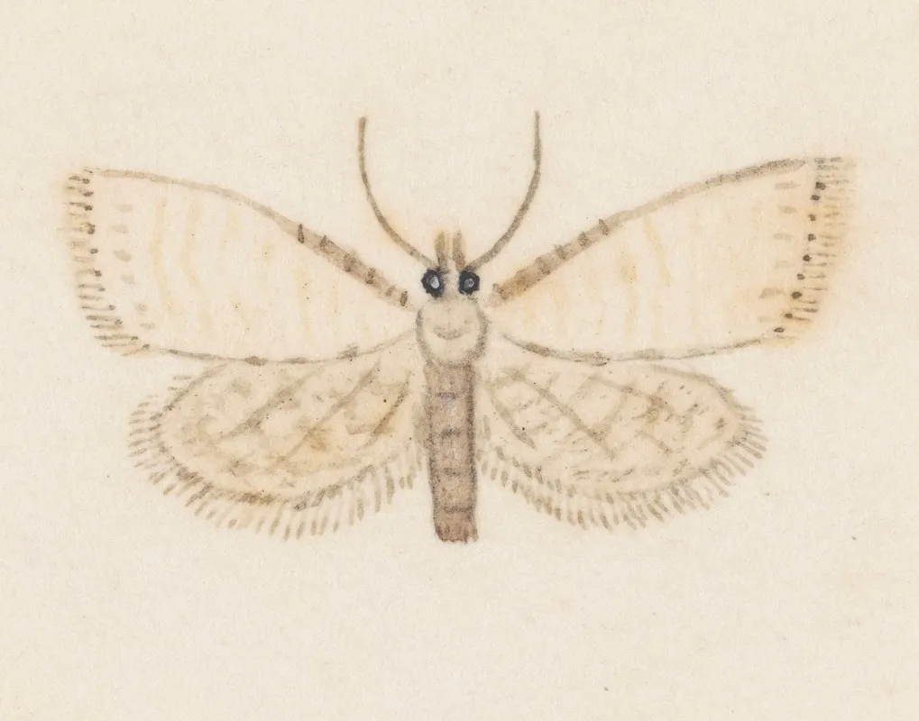 Entomology Watercolour Pl 036 Wall Art by George Hudson - High-Resolution Digital Print