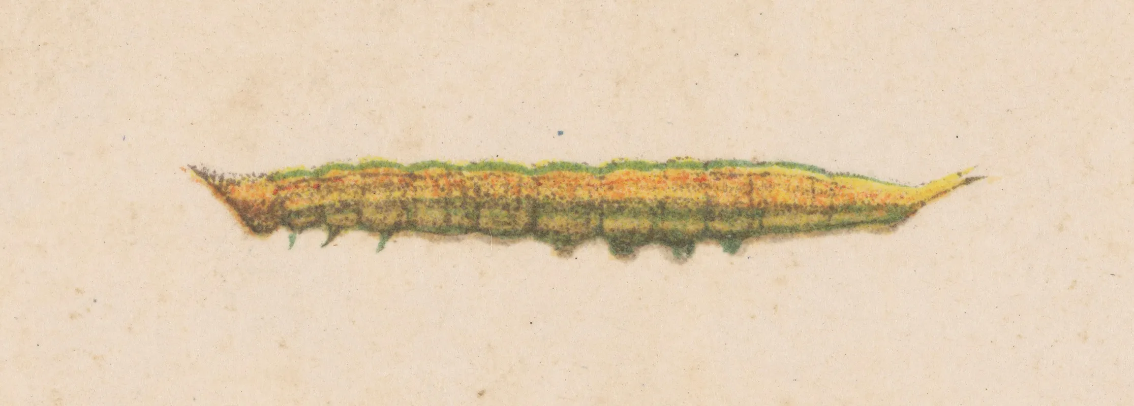 Entomology Watercolour Pl 038 Wall Art by George Hudson - High-Resolution Digital Print