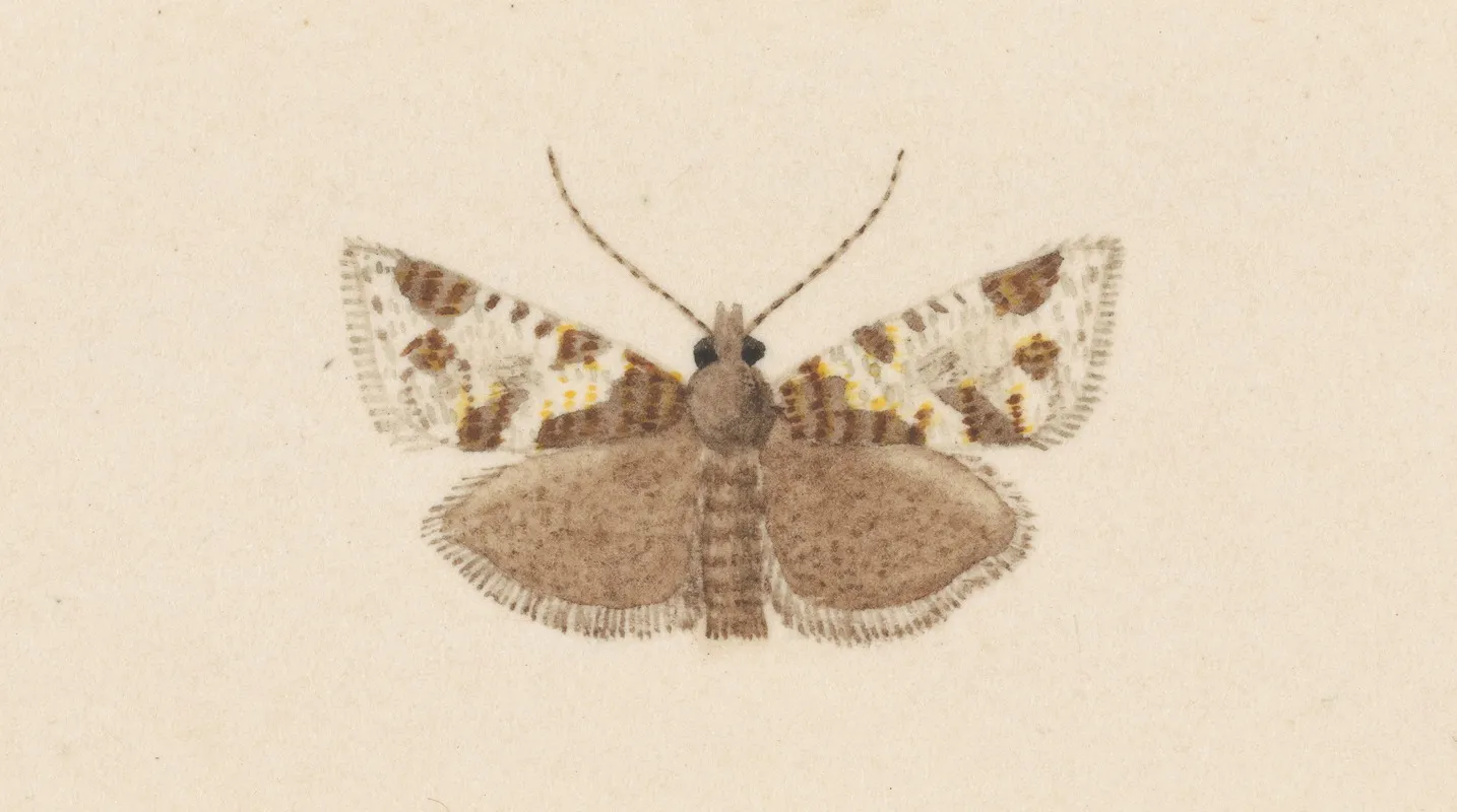 Entomology Watercolour Pl 040 Wall Art by George Hudson - High-Resolution Digital Print