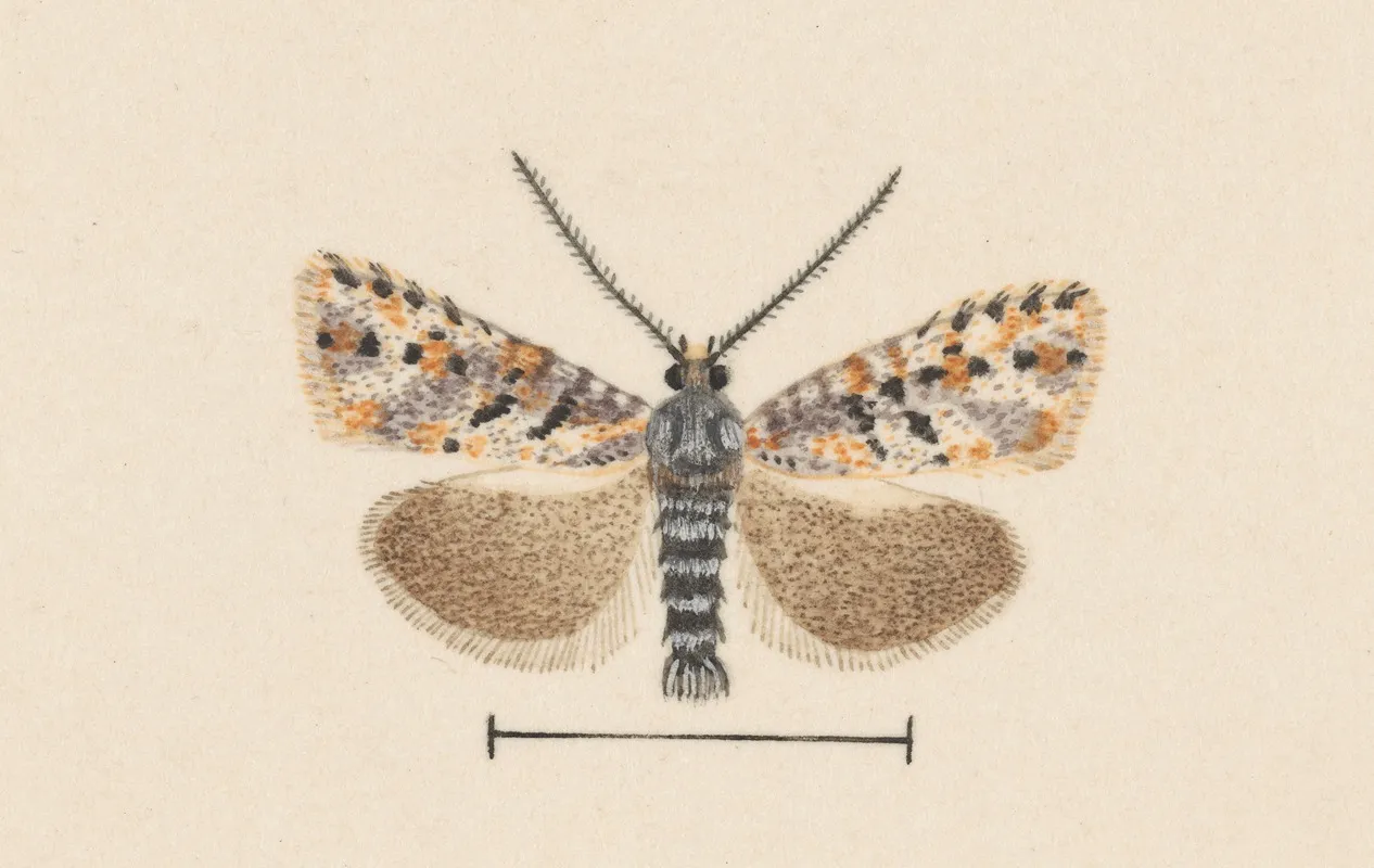 Entomology Watercolour Pl 042 Wall Art by George Hudson - High-Resolution Digital Print