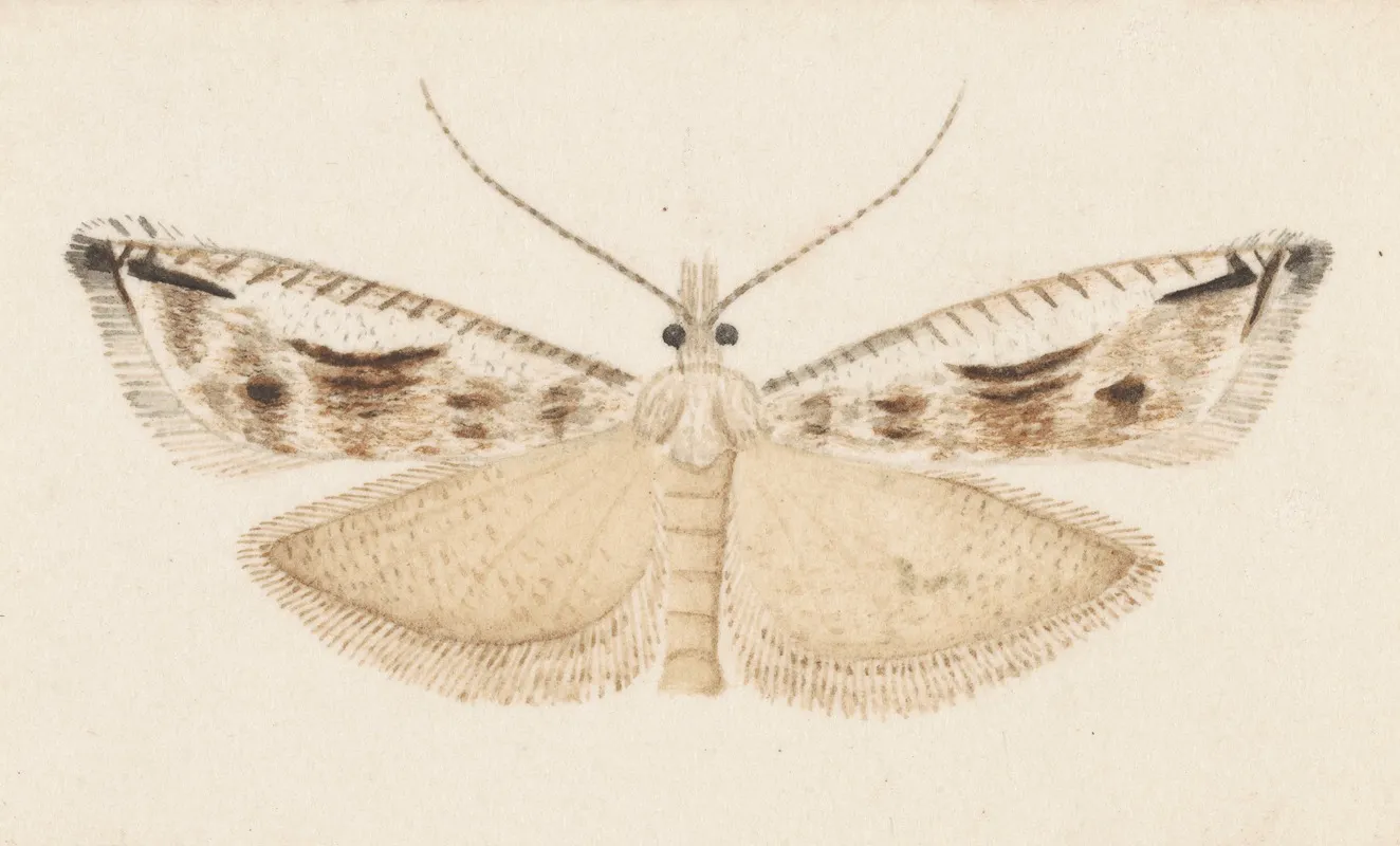 Entomology Watercolour Pl 043 Wall Art by George Hudson - High-Resolution Digital Print