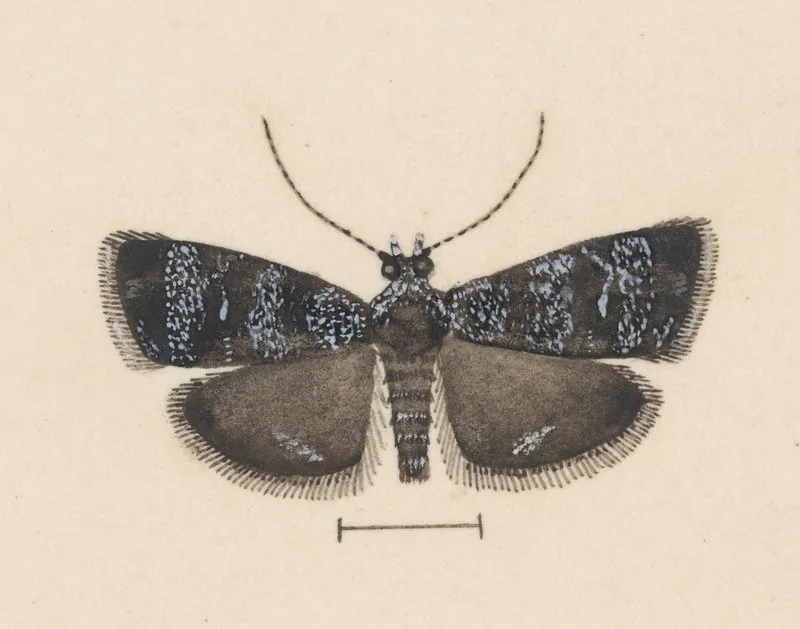 Entomology Watercolour Pl 044 Wall Art by George Hudson - High-Resolution Digital Print