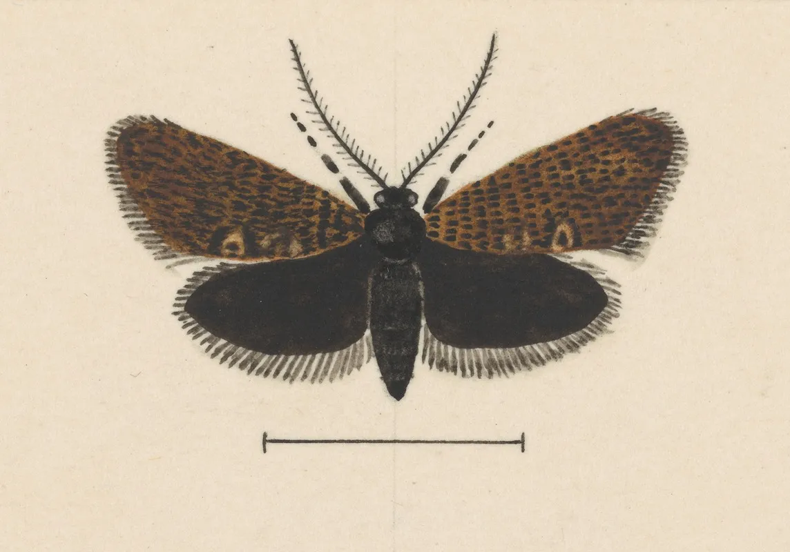 Entomology Watercolour Pl 045 Wall Art by George Hudson - High-Resolution Digital Print
