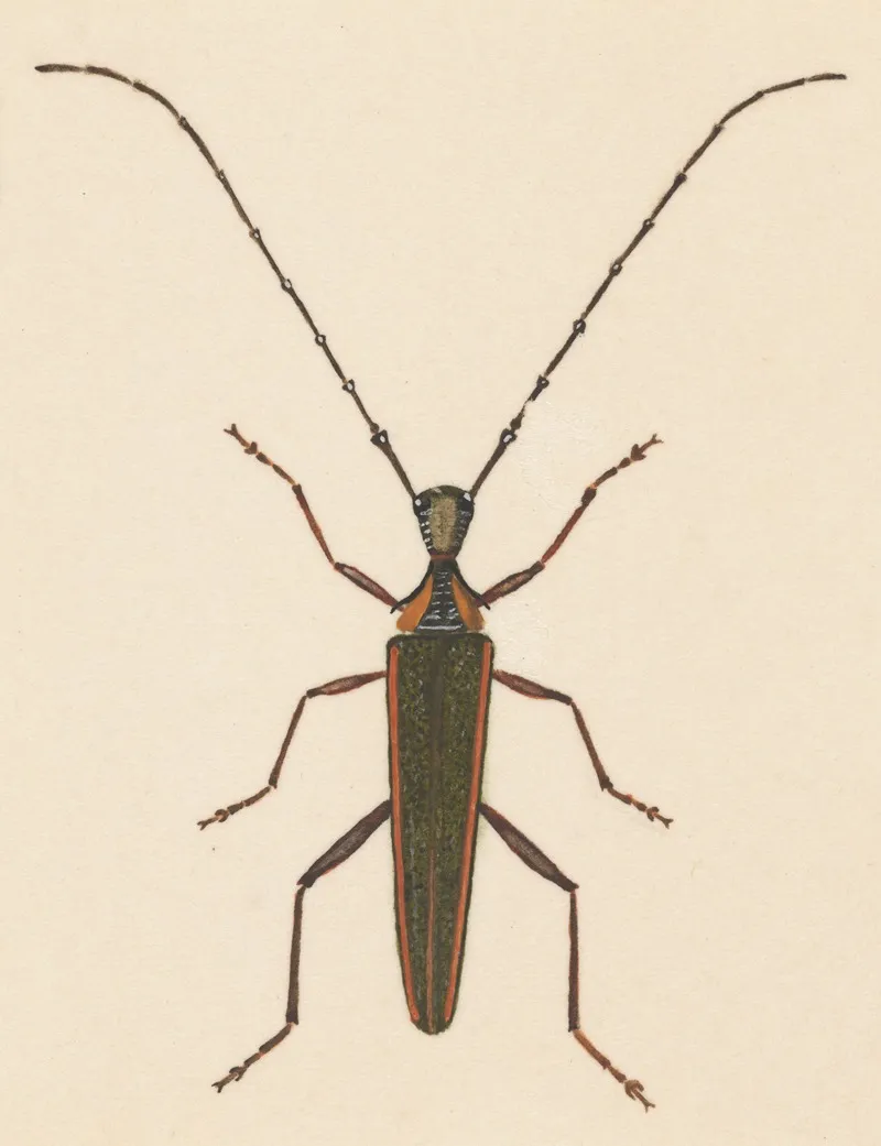 Entomology Watercolour Pl 046 Wall Art by George Hudson - High-Resolution Digital Print