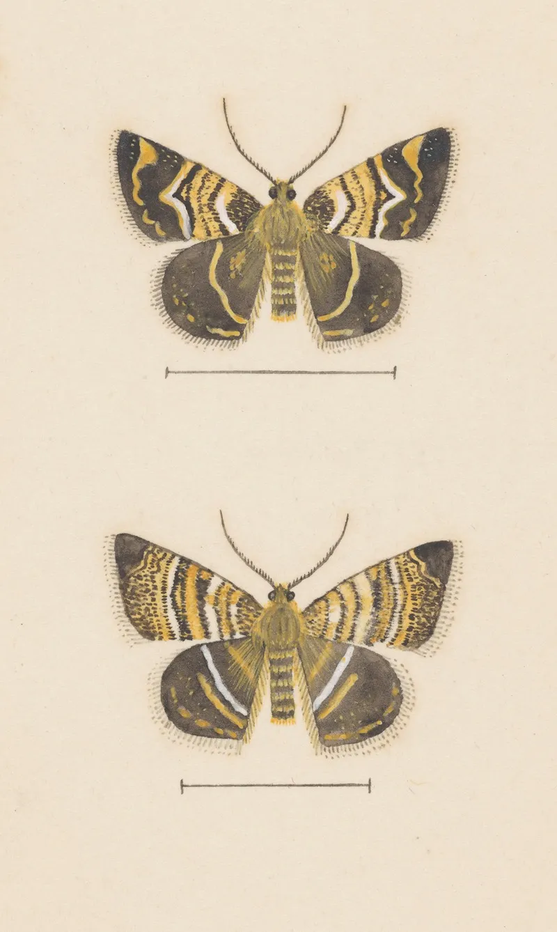 Entomology Watercolour Pl 047 Wall Art by George Hudson - High-Resolution Digital Print