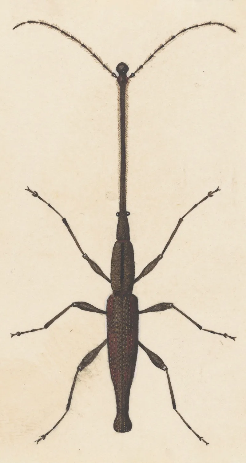 Entomology Watercolour Pl 048 Wall Art by George Hudson - High-Resolution Digital Print