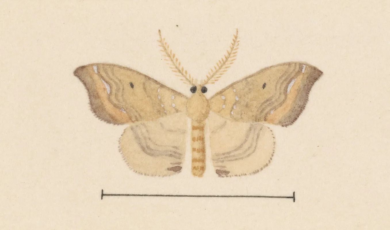 Entomology Watercolour Pl 050 Wall Art by George Hudson - High-Resolution Digital Print