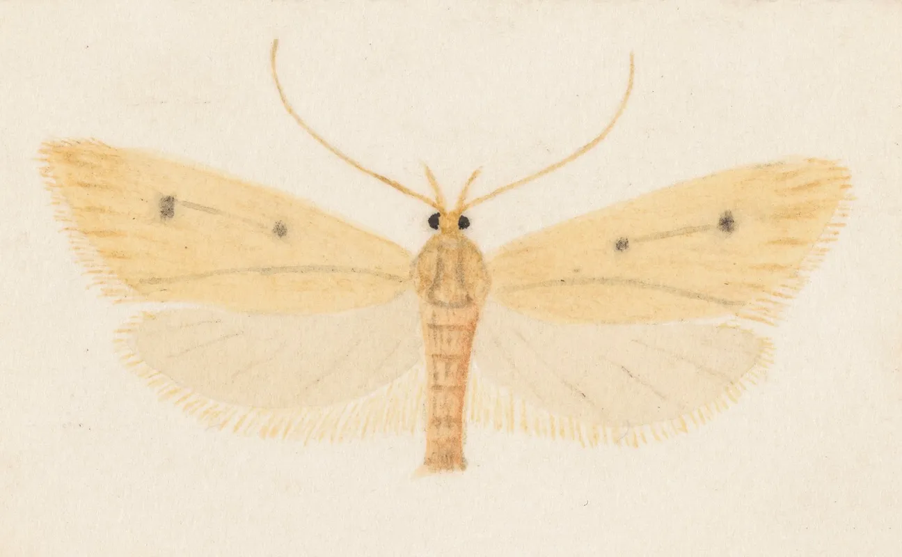 Entomology Watercolour Pl 052 Wall Art by George Hudson - High-Resolution Digital Print