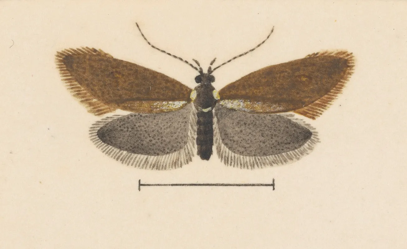 Entomology Watercolour Pl 055 Wall Art by George Hudson - High-Resolution Digital Print