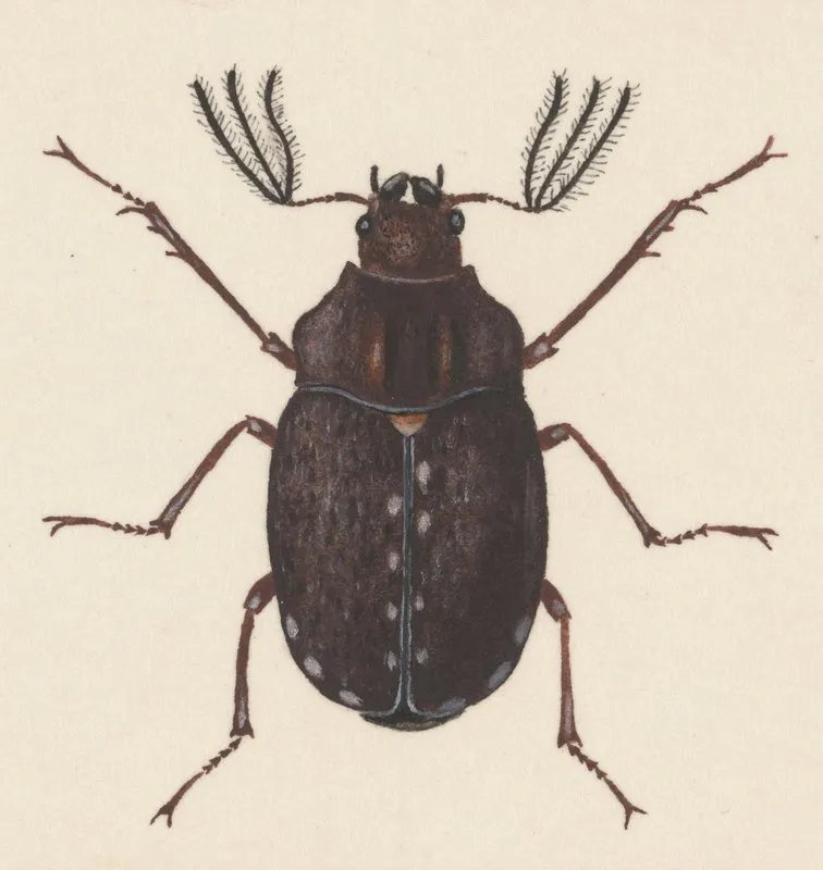 Entomology Watercolour Pl 058 Wall Art by George Hudson - High-Resolution Digital Print