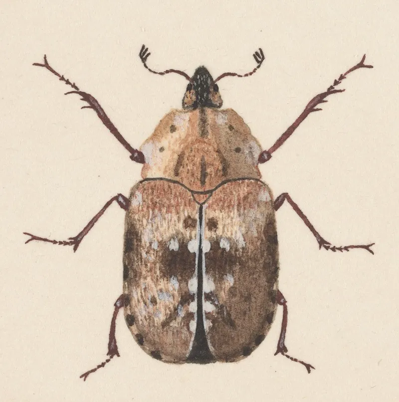 Entomology Watercolour Pl 059 Wall Art by George Hudson - High-Resolution Digital Print