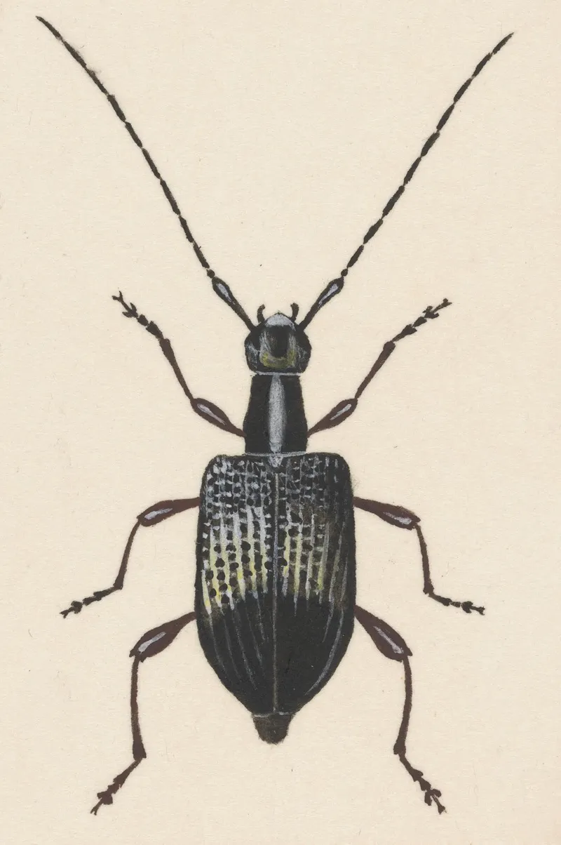 Entomology Watercolour Pl 060 Wall Art by George Hudson - High-Resolution Digital Print