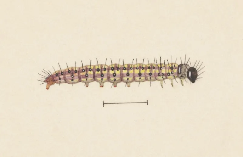 Entomology Watercolour Pl 061 Wall Art by George Hudson - High-Resolution Digital Print