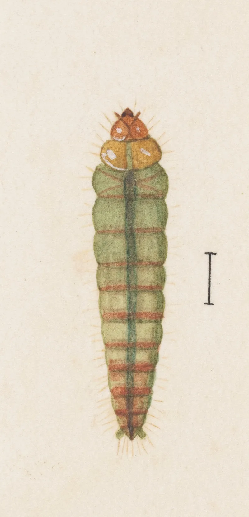 Entomology Watercolour Pl 063 Wall Art by George Hudson - High-Resolution Digital Print