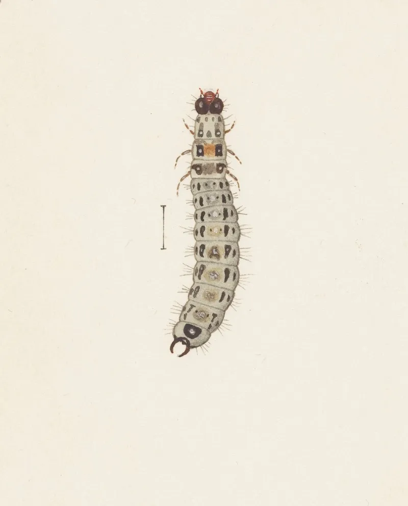 Entomology Watercolour Pl 065 Wall Art by George Hudson - High-Resolution Digital Print